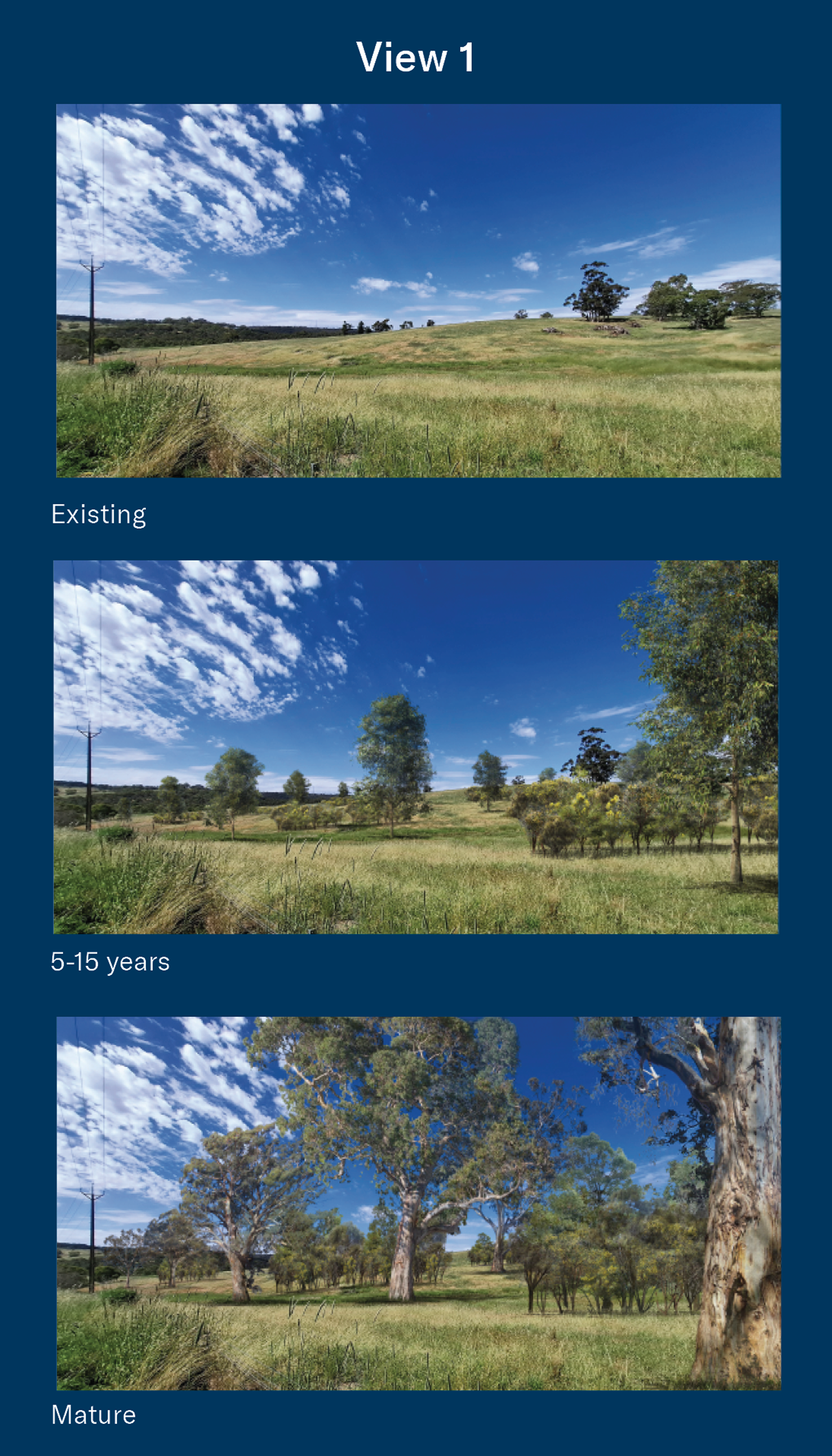 This image series, labelled "View 1", presents a visualisation of how a Reservoirs for Nature planting area at Mount Bold Reservoir Reserve is expected to change over time. Three landscape views are shown from the same location looking across an open grassy hillside. The first image, labelled "Existing", shows a largely open grassland landscape with a small number of established trees, utility poles along the left side of the scene, and low rolling hills in the distance. The second image, labelled "5–15 years", illustrates the site after restoration plantings have become established, with additional young trees and shrub vegetation visible throughout the landscape while maintaining the open character of the area. The third image, labelled "Mature", shows the same location after the vegetation has reached maturity, featuring larger established trees, a more developed canopy and denser native vegetation across the hillside. Together, the images demonstrate the gradual transformation of the landscape over time as Reservoirs for Nature plantings grow and establish over the next 25 years.