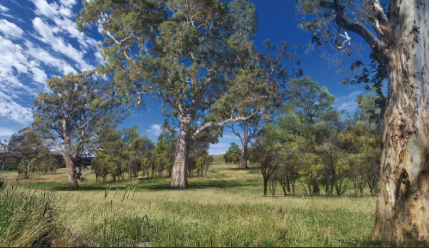 View across a valley showing mature trees at Mount Bold Reservoir.