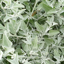 Fragrant saltbush