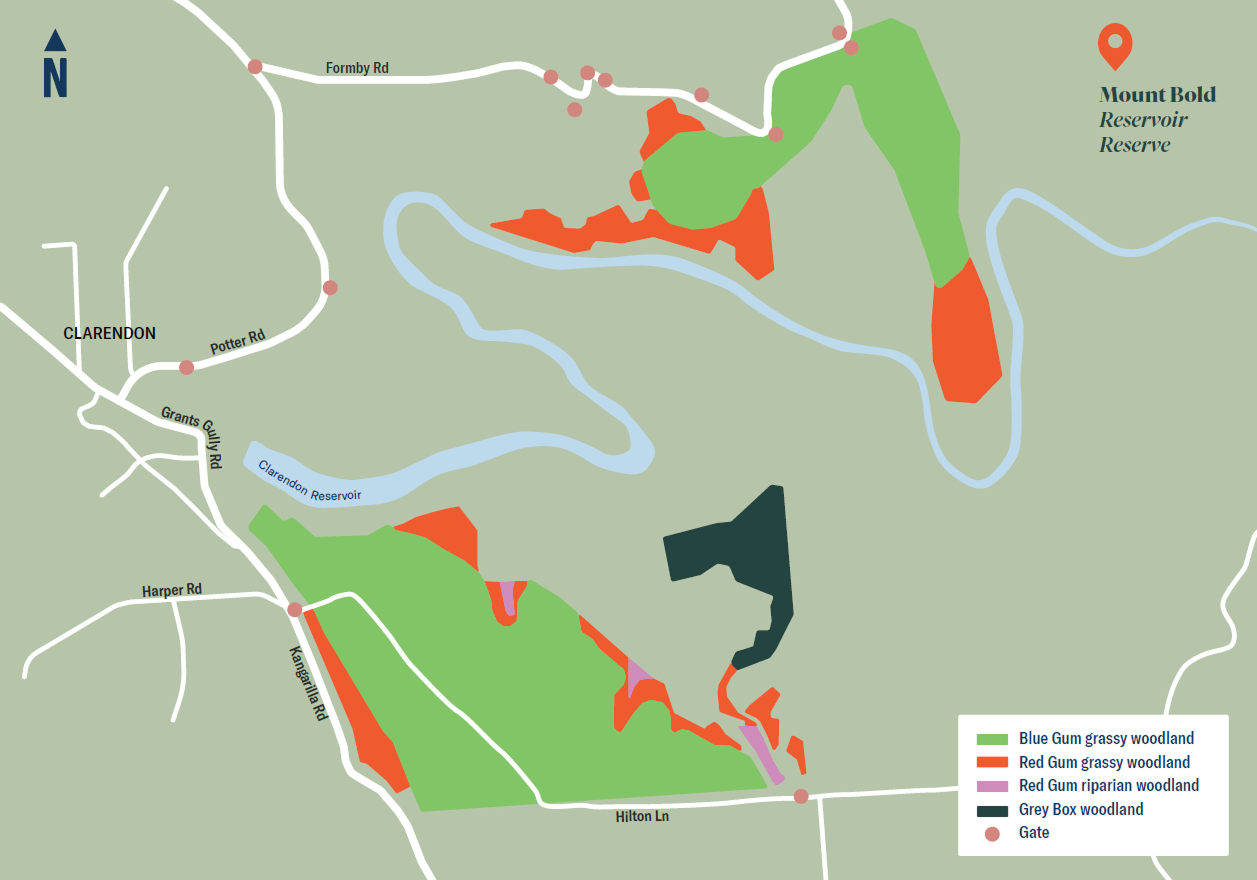 This map shows the Mount Bold Reservoir Reserve Reservoirs for Nature project area near Clarendon. Coloured polygons identify the vegetation communities being restored across several planting sites around the reservoir reserve. Green areas represent Blue Gum grassy woodland, orange areas represent Red Gum grassy woodland, pink areas represent Red Gum riparian woodland, and dark grey areas represent Grey Box woodland. The map also shows the surrounding road network, including Formby Road, Potter Road, Grants Gully Road, Kangarilla Road, Harper Road and Hilton Lane, along with reservoir waterways and access gates. Multiple restoration sites are distributed across the reserve, demonstrating the range of native vegetation communities being established as part of the Reservoirs for Nature program.