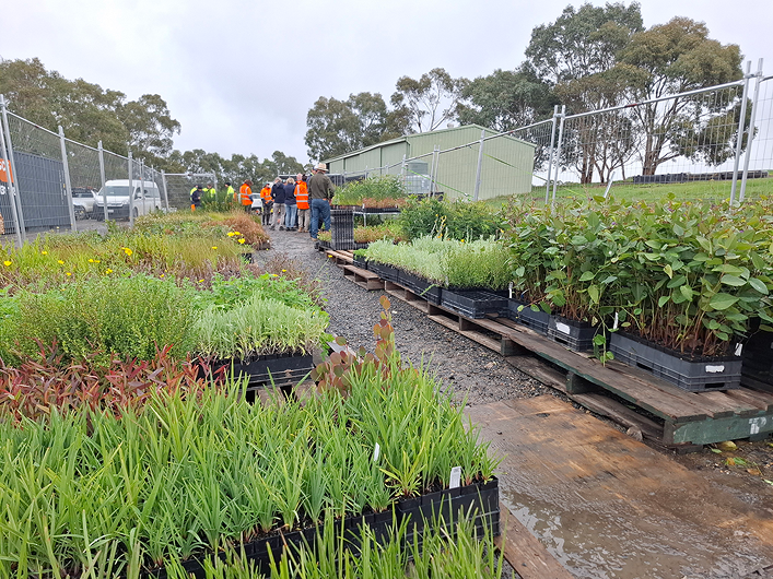 Native plants being prepared for planting as part of the Reservoirs for Nature program. Trays of young native grasses, shrubs and other seedlings are arranged on pallets along both sides of a gravel access path within a fenced nursery or staging area. Several people wearing high-visibility clothing are gathered near the end of the path among the plant stock. A large shed and established gum trees are visible in the background under an overcast sky. The image highlights the scale and variety of native plants being grown and prepared for restoration activities at the reservoir reserve sites.