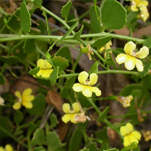 10.Sticky Goodenia