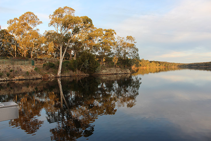 Trees at Barossa Reservoir