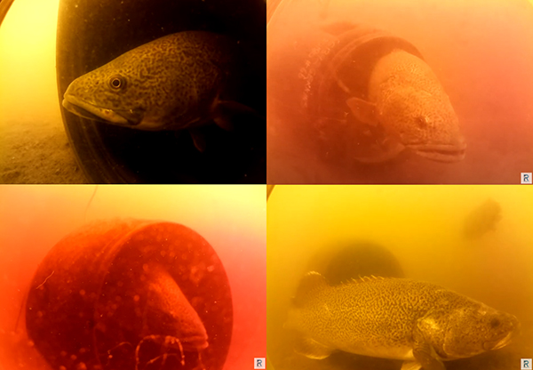 A four photo collage of underwater photos of a Murray Cod swimming out of a tube