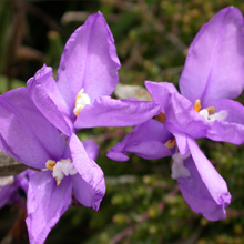 Long purple flag