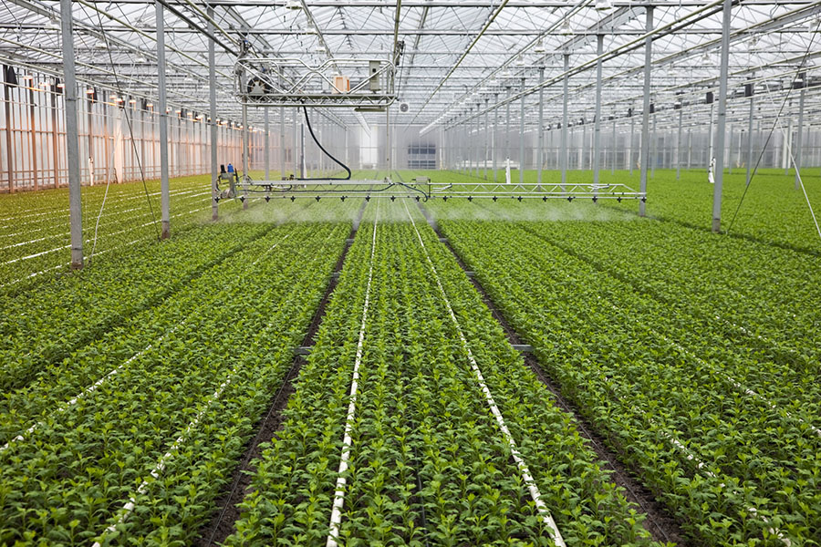 Rows of crops inside a large commercial greenhouse