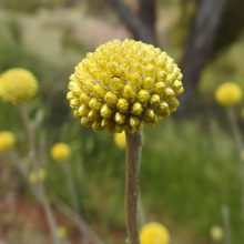 Billy Buttons