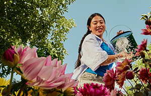 A middle aged lady using a watering can to water flowers in her garden